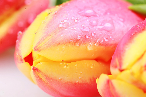 포토 JPG 해외이미지 식물 꽃잎 꽃 분홍색 꽃다발 결혼 꽃무늬 밭 전구 자연 엄마 부활절 발렌타인데이 선물 사랑 사람없음 빨간색 초록색 물 뷰티 봄 꿈 낭만 튤립 성장 벚꽃 신선 우아함 떨어짐 배열 꽃집 묘사 창백 고립 떠남 해외포토 자연요소 계절 기념일 감정 컬러 컨셉 무늬 농업 가족 모션 데이이벤트 이벤트 상점 생태계 파일형식 이미지허브