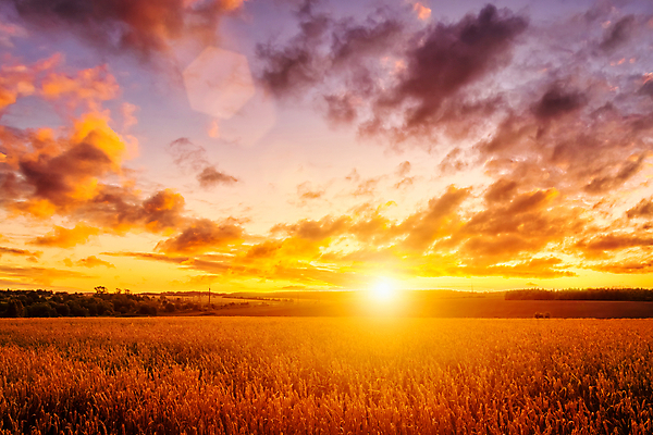 포토 JPG 해외이미지 자연 하늘 사람없음 야외 햇빛 태양 농경지 일몰 밀밭 해외포토 자연요소 밭 농장 노을 밀 생태계 파일형식 이미지허브