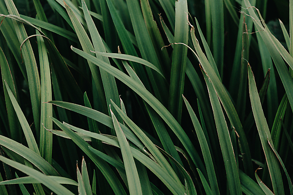 포토 JPG 해외이미지 백그라운드 잎 자연 사람없음 초록색 해외포토 식물 컬러 생태계 파일형식 이미지허브