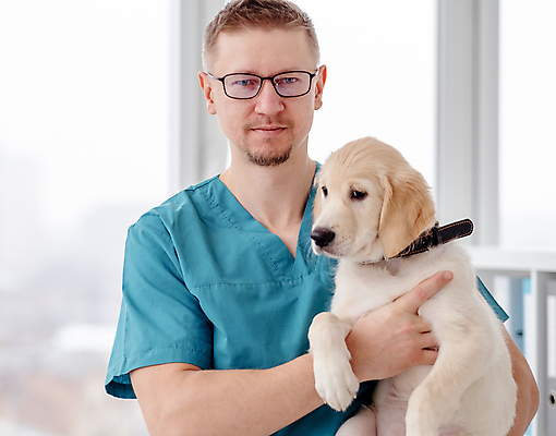 포토 JPG 해외이미지 남자 실내 한명 사람 성인 치료 반려동물 환자 개 리트리버 강아지 동물병원 수의사 돌봄 성인남자한명만 펫팸족 해외포토 동물 1 포유류 의학 모션 병원 내부 의사 신조어 남자한명만 성인남자만 파일형식 이미지허브