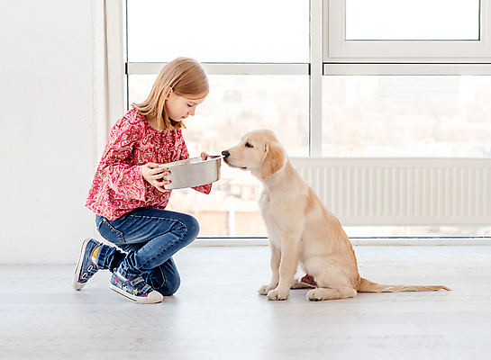포토 JPG 해외이미지 여자 행복 실내 사랑 한명 들기 앉기 반려동물 귀여움 개 리트리버 강아지 먹이 주기 먹이그릇 펫팸족 해외포토 동물 1 그릇 감정 컨셉 포유류 모션 사람 내부 신조어 파일형식 이미지허브