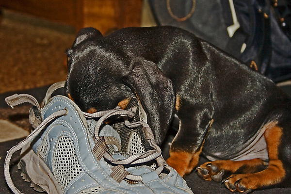 포토 JPG 해외이미지 동물 응시 얼굴 백그라운드 신발 포유류 휴식 털 사람없음 파란색 빛 반려동물 머리 검은색 소시지 개 강아지 선탠 닥스훈트 사냥개 귀 사냥꾼 길이 송곳니 거짓말 고립 기르기 우울감 유래 총구 해외포토 직업 시선 감정 컬러 컨셉 신체부위 가공식품 치아 돌봄 파일형식 이미지허브