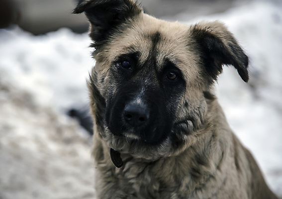 포토 JPG 해외이미지 동물 응시 호수 얼굴 바다 장난 자연 놀이 주택 건강 미소 사람없음 야외 반려동물 달리기 머리 검은색 기쁨 코트 가을 양치기 닫기 개 강아지 닥스훈트 혀 호기심 코 귀 갸우뚱 송곳니 외양간 기르기 해외포토 직업 시선 계절 감정 컬러 컨셉 포유류 모션 표정 건물 신체부위 외투 입 치아 생태계 돌봄 파일형식 이미지허브