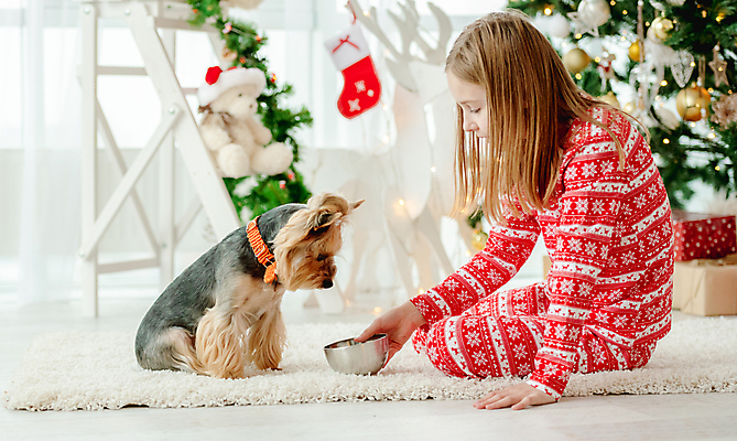 포토 JPG 해외이미지 여자 어린이 크리스마스장식 크리스마스 선물 한명 앉기 소녀 장식 반려동물 크리스마스트리 개 12월 주기 먹이그릇 소녀한명만 펫팸족 해외포토 동물 1 그릇 기념일 포유류 모션 사람 날짜 신조어 여자한명만 소녀만 파일형식 이미지허브