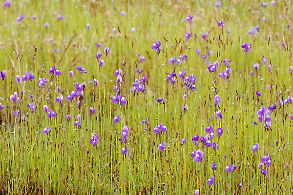 포토 JPG 해외이미지 나무 식물 구름 계절 꽃 야생동물 분홍색 밭 자연 하늘 날씨 산 씨앗 풍경 잔디 초원 사람없음 초록색 여름 파란색 태양 농장 노란색 침묵 봄 성장 시골 가장자리 숲 땅 언덕 지역 솜털 깊이 수평선 해외포토 자연요소 동물 컬러 농업 소리 둘레 생태계 파일형식 이미지허브