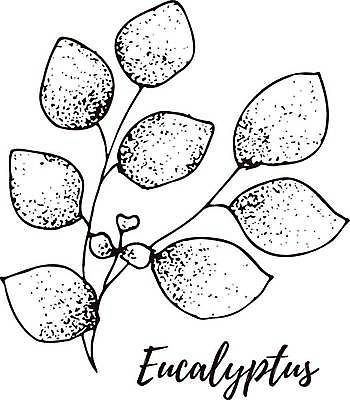 EPS 해외이미지 식물 꽃 잎 꽃무늬 밭 일러스트 자연 건강 농작물 세트 약 농장 축제 화장품 수확 잡초 약초 스케치 시리얼 수집 허브 그림 손그림 성분 내추럴 캐모마일 해외일러스트 음식 무늬 농업 의학 미술 뷰티 풀_식물 생태계 파일형식 벡터 이미지허브