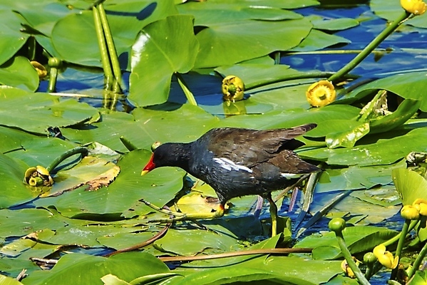 포토 JPG 해외이미지 식물 동물 야생동물 자연 조류 오리 사람없음 빨간색 초록색 물 검은색 내추럴 해외포토 자연요소 컬러 생태계 파일형식 이미지허브