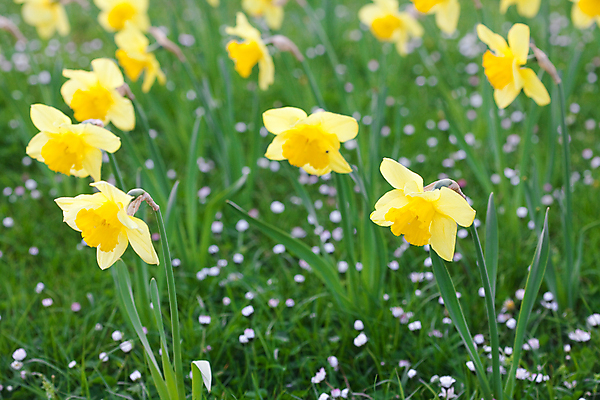 포토 JPG 해외이미지 식물 공원 꽃 백그라운드 밭 자연 추상 잔디 사람없음 야외 가로 초록색 여름 우주 환경 정원 봄 활발 자유 신선 질감 각도 장면 수선화 내추럴 넣기 땅바닥 해외포토 계절 공공시설 컬러 컨셉 무늬 농업 모션 바닥 생태계 파일형식 이미지허브