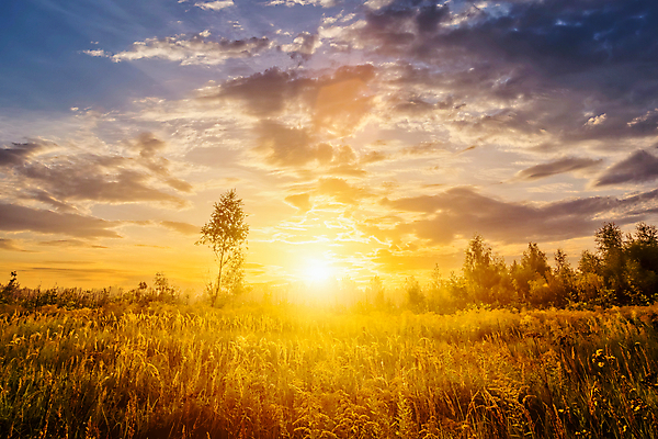 포토 JPG 해외이미지 나무 자연 하늘 사람없음 야외 햇빛 태양 일몰 해외포토 자연요소 식물 노을 생태계 파일형식 이미지허브