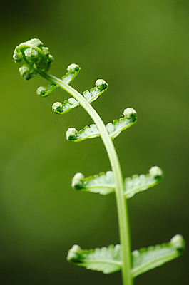포토 JPG 해외이미지 식물 아시아 백그라운드 잎 패턴 태국 자연 추상 사람없음 초록색 빛 컬러풀 환경 정원 봄 성장 물방울 나뭇가지 질감 내추럴 인공 해외포토 나무 계절 나라 컬러 무늬 생태계 파일형식 이미지허브