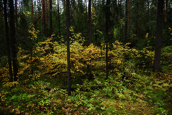 포토 JPG 해외이미지 나무 공원 유럽 여행 낙엽 잎 오렌지 자연 하늘 풍경 사람없음 야외 목재 빨간색 초록색 햇빛 노란색 맑음 덮개 가을 시골 소나무 황금 떨어짐 정상 혼합 저녁 숲 엉덩이 허브 블루베리 침엽수 전나무 자작나무 삼림지대 섞기 크랜베리 해외포토 식물 계절 공공시설 열매 나라 컬러 컨셉 과일 재료 날씨 신체부위 태양 뚜껑 야간 생태계 파일형식 이미지허브