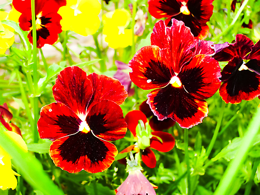 포토 JPG 해외이미지 식물 계절 꽃잎 꽃 꽃다발 백그라운드 잎 꽃무늬 밭 자연 벽지 국화 사람없음 야외 장식 빨간색 초록색 여름 파란색 컬러풀 뷰티 노란색 정원 맑음 보라색 봄 활발 성장 벚꽃 흰색 신선 개화 숲 작음 정사각형 부드러움 라일락 내추럴 많음 해외포토 도형 컬러 컨셉 무늬 농업 날씨 감각 크기 생태계 파일형식 이미지허브