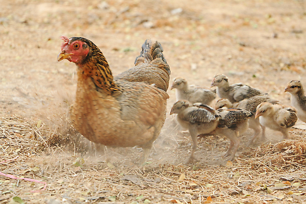 포토 JPG 해외이미지 동물 여자 농업 자연 조류 사람없음 야외 갈색 계란 치킨 가축 그룹 암탉 많음 해외포토 산업 컬러 컨셉 사람 알 닭 암컷 생태계 닭고기요리 파일형식 이미지허브