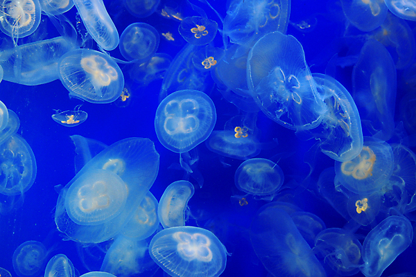 포토 JPG 해외이미지 동물 야생동물 바다 자연 생물 함께함 어류 사람없음 장식 물 파란색 빛 반려동물 컬러풀 뷰티 환경 수중 수영 원형 다이빙 탱크 수족관 젤리 형광등 물고기자리 해파리 찌르기 강렬 광 깊이 해외포토 자연요소 도형 컬러 컨셉 모션 디저트 전등 수중동물 별자리 수상스포츠 자포동물 생태계 수중스포츠 파일형식 이미지허브