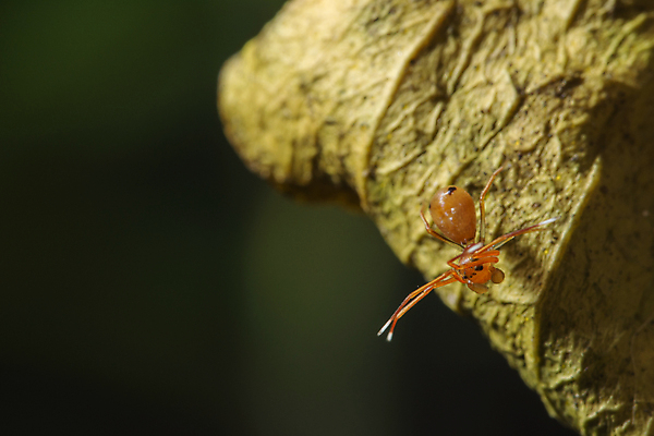 포토 JPG 해외이미지 백그라운드 오렌지 자연 사람없음 초록색 점프 거미 해외포토 컬러 곤충 과일 모션 생태계 파일형식 이미지허브