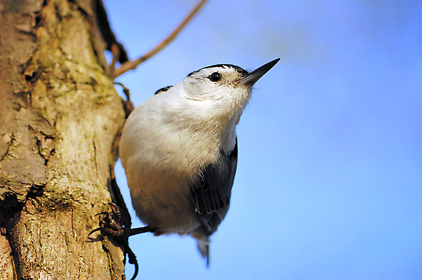 포토 JPG 해외이미지 나무 야생동물 자연 조류 사람없음 야외 숲 해외포토 식물 동물 생태계 파일형식 이미지허브
