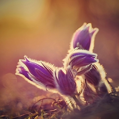 포토 JPG 해외이미지 식물 계절 꽃잎 꽃 백그라운드 잎 꽃무늬 자연 벽지 사람없음 야외 초록색 파란색 컬러풀 뷰티 정원 보라색 일몰 봄 성장 벚꽃 신선 개화 4월 묘사 꽃가루 부드러움 내추럴 2월 알레르기 해외포토 컬러 무늬 노을 감각 날짜 질병 가루 생태계 파일형식 이미지허브