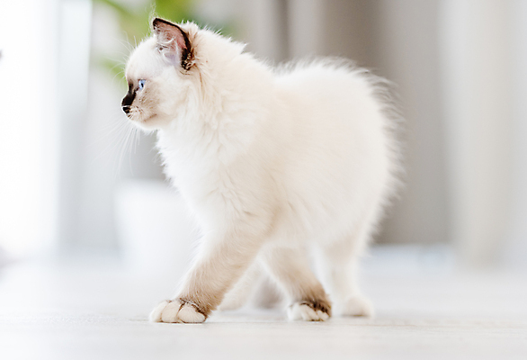 포토 JPG 해외이미지 한마리 응시 실내 사람없음 아웃포커스 반려동물 귀여움 고양이 커튼 반려묘 랙돌 해외포토 동물 1 시선 컨셉 포유류 촬영기법 내부 파일형식 이미지허브