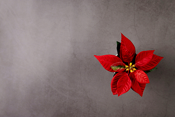 포토 JPG 해외이미지 크리스마스 회색배경 사람없음 하이앵글 포인세티아 해외포토 기념일 꽃 뷰포인트 백그라운드 회색 파일형식 이미지허브