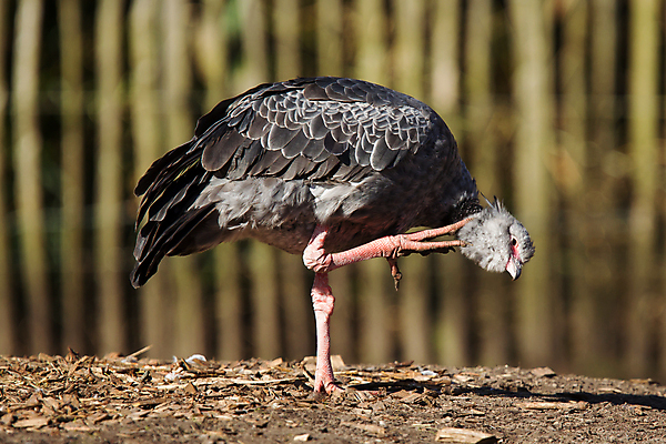 포토 JPG 해외이미지 동물 야생동물 자연 조류 생물 동물원 사람없음 야외 빨간색 머리 검은색 회색 흰색 닫기 묘사 남쪽 내추럴 해외포토 컬러 모션 신체부위 방향 생태계 파일형식 이미지허브