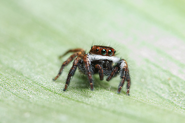 포토 JPG 해외이미지 동물 곤충 백그라운드 잎 자연 사람없음 점프 거미 해외포토 식물 모션 생태계 파일형식 이미지허브