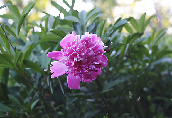 포토 JPG 해외이미지 식물 꽃잎 꽃 줄기 분홍색 잎 자연 사람없음 장식 초록색 여름 뷰티 장미 머리 정원 봄 개화 고급 정상 싱글 심플 작약 해외포토 계절 컬러 컨셉 신체부위 생태계 파일형식 이미지허브