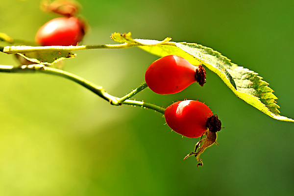 포토 JPG 해외이미지 식물 계절 음식 백그라운드 과일 자연 건강 사람없음 야외 빨간색 뷰티 약 장미 닫기 달콤 허브 묘사 유기농 내추럴 숙성 카피스페이스 해외포토 웰빙 꽃 컬러 의학 모션 공백 맛 생태계 파일형식 이미지허브