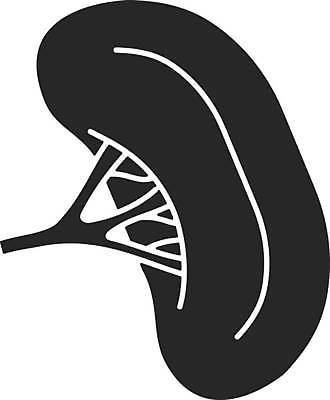 EPS 해외이미지 클립아트 모양 디자인 실루엣 과학 컨셉 신체 일러스트 부분 해부 사람 내부 픽토그램 약 검은색 웹 오르간 심볼 사인 생물학 배지 시스템 마디 정맥 고립 면역력 상형문자 지라 해외일러스트 문자 교육 컬러 인터넷 의학 촬영기법 건반악기 혈관 파일형식 벡터 이미지허브