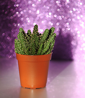 포토 JPG 해외이미지 식물 꽃 화초 자연 불꽃 선인장 선물 사람없음 내부 장식 빛 컬러풀 보라색 축제 방 성장 신용카드 가시 상처 냄비 소프트포커스 작음 갈증 허브 제비꽃 원예 보케 가뭄 스파이크 골무 광 블러 심기 해외포토 컬러 모션 불 날씨 촬영기법 취미 금융 솥 크기 생태계 파일형식 이미지허브