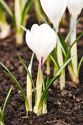 포토 JPG 해외이미지 식물 계절 꽃잎 꽃 꽃무늬 자연 사람없음 컬러풀 노란색 정원 보라색 봄 벚꽃 원예 해외포토 컬러 무늬 취미 생태계 파일형식 이미지허브