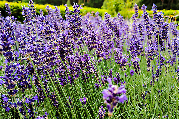 포토 JPG 해외이미지 식물 영어 꽃 꽃무늬 밭 농업 자연 휴식 잉글랜드 사람없음 초록색 약 농경지 정원 보라색 프랑스 성장 시골 개화 닫기 허브 제비꽃 향수 원예 향기 냄새 아로마 향 아로마테라피 라벤더 내추럴 프랑스어 워싱턴 프로방스 해외포토 문자 유럽 산업 컬러 컨셉 무늬 의학 모션 영국 취미 농장 미국 화장품 생태계 테라피 파일형식 이미지허브