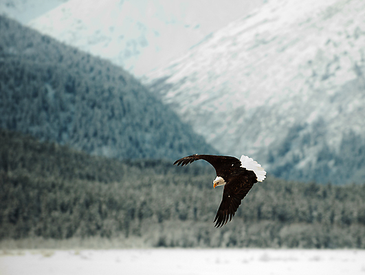 포토 JPG 해외이미지 동물 야생동물 여행 겨울 날개 자연 조류 하늘 생물 사람없음 야외 물 파란색 갈색 미국 자유 흰색 심볼 깃털 부리 독수리 슛 육식동물 대머리 육식 멸종 알래스카 무료 웅장함 전국 포식 해외포토 자연요소 헤어스타일 계절 컬러 컨셉 북아메리카 생태계 파일형식 이미지허브