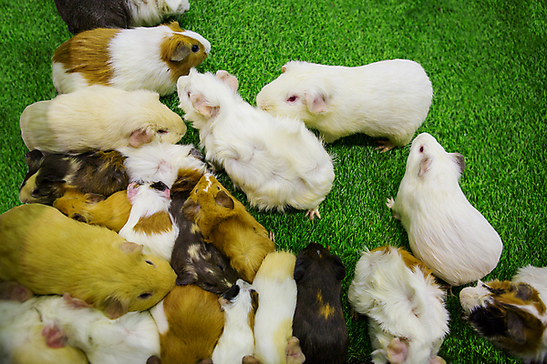 포토 JPG 해외이미지 동물 얼굴 음식 백그라운드 포유류 가정 자연 주택 털 동물원 사람없음 빨간색 초록색 반려동물 뷰티 갈색 노란색 검은색 임신 흰색 아기 잠 돼지 닫기 달콤 쥐 설치류 작음 모피 먹기 코 인기 해외포토 컬러 모션 사람 건물 신체부위 맛 크기 생태계 파일형식 이미지허브