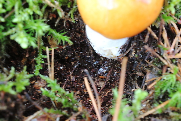 포토 JPG 해외이미지 식물 음식 백그라운드 농업 다이어트 채소 재료 자연 건강 요리 사람없음 농장 버섯 성장 흰색 신선 닫기 맛 큼 유기농 날것 내추럴 고립 곰팡이 그물버섯 생식 숙성 식용 채식주의자 캡모자 맛있는 해외포토 모자_잡화 웰빙 산업 컬러 컨셉 모션 크기 생태계 채식 파일형식 이미지허브