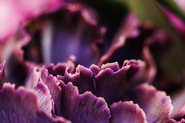 포토 JPG 해외이미지 식물 디자인 계절 꽃잎 꽃 분홍색 백그라운드 컨셉 꽃무늬 자연 추상 휴가 미술 사람없음 빛 갈색 환경 보라색 검은색 봄 수확 성장 벚꽃 신선 신용카드 개화 선택 카네이션 질감 복고 부드러움 내추럴 해외포토 컬러 무늬 농업 문화예술 금융 감각 생태계 파일형식 이미지허브