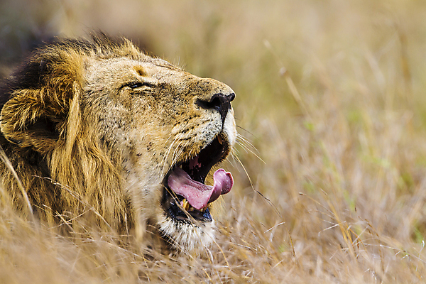 포토 JPG 해외이미지 동물 야생동물 포유류 아프리카 자연 국립공원 사람없음 가로 머리 고양이 입 보호 사자 혀 사파리 하품 남아프리카 보호구역 해외포토 공원 나라 컨셉 신체부위 반려동물 생태계 구역 생리현상 파일형식 이미지허브