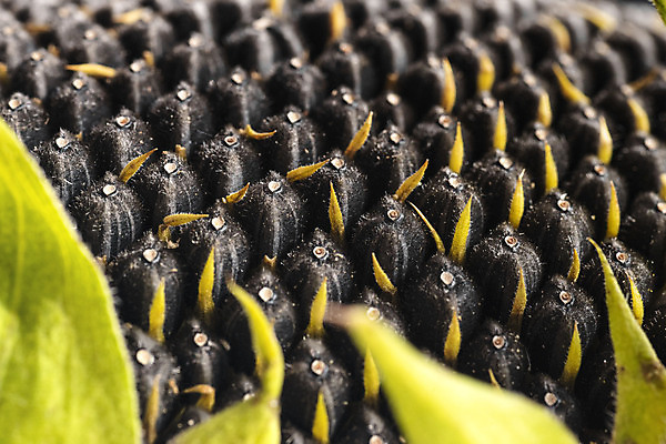 포토 JPG 해외이미지 모양 식물 라이프스타일 계절 꽃 음료 음식 백그라운드 농업 다이어트 채소 재료 자연 조류 해바라기 건조 건강 식이요법 요리 씨앗 사람없음 가로 농작물 검은색 코트 껍질 닫기 작음 굽기 먹기 묘사 질감 알맹이 날것 내추럴 영양분 짠맛 비건 해외포토 동물 산업 컬러 모션 생활 외투 맛 크기 구이 생태계 채식주의자 파일형식 이미지허브