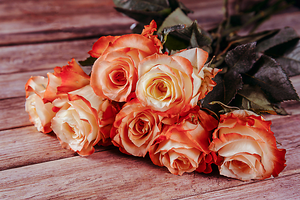 포토 JPG 해외이미지 식물 꽃잎 꽃 분홍색 꽃다발 백그라운드 자연 탁자 휴가 사람없음 목재 장식 빨간색 뷰티 장미 벚꽃 축하 신선 오브젝트 해외포토 나무 컬러 가구 컨셉 재료 생태계 파일형식 이미지허브