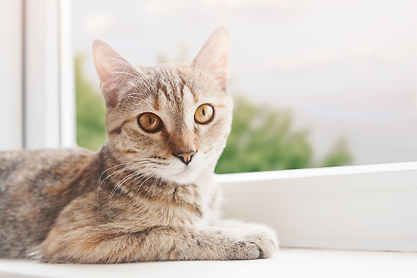 포토 JPG 해외이미지 나무 동물 1 응시 휴식 주택 실내 사람없음 초록색 반려동물 고양이 호기심 노려봄 거짓말 총구 해외포토 식물 시선 감정 컬러 컨셉 포유류 표정 내부 건물 파일형식 이미지허브