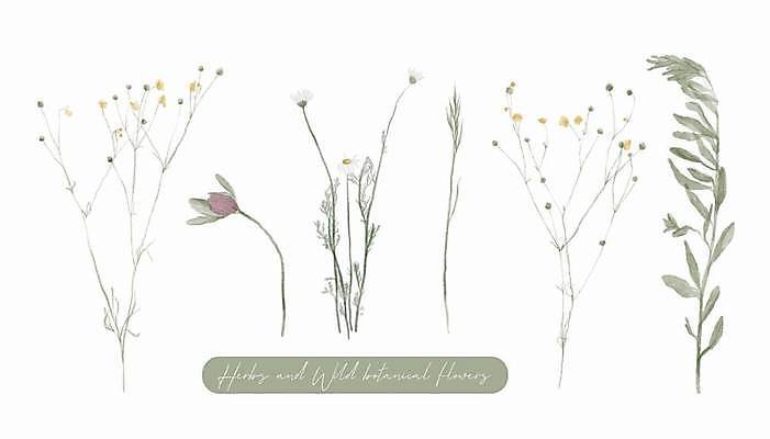 EPS 해외이미지 식물 디자인 꽃 백그라운드 잎 일러스트 사람없음 초록색 세트 허브 그림 엘리먼트 해외일러스트 컬러 파일형식 벡터 이미지허브