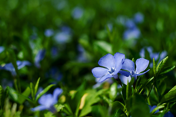 포토 JPG 해외이미지 식물 계절 꽃잎 꽃 백그라운드 잎 꽃무늬 자연 초원 사람없음 야외 초록색 여름 파란색 컬러풀 뷰티 정원 보라색 봄 벚꽃 개화 닫기 작음 제비꽃 보케 상록수 내추럴 영원 해외포토 컬러 무늬 모션 크기 생태계 파일형식 이미지허브