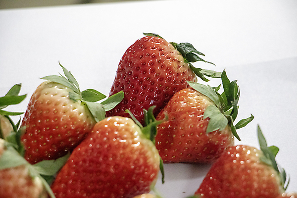 포토 JPG 해외이미지 음식 채소 과일 사람없음 망고 국산 해외포토 열대과일 파일형식 이미지허브