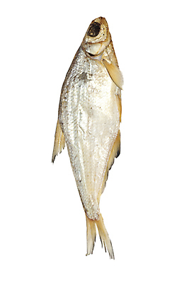 포토 JPG 해외이미지 동물 1 음식 바다 백그라운드 낚시 어류 사람없음 옆모습 물 빛 흰색 작음 해산물 오브젝트 싱글 눈금 꼬리 도미 지느러미 고립 해외포토 자연요소 뷰포인트 컬러 레저 수중동물 크기 파일형식 이미지허브