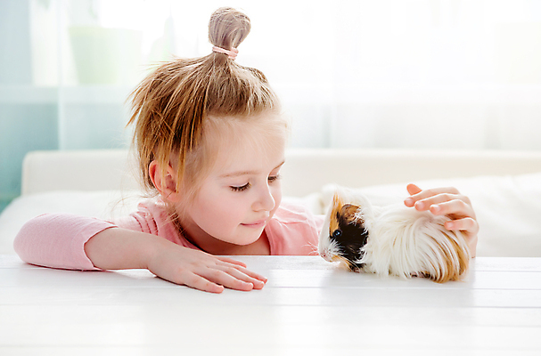 포토 JPG 해외이미지 백인 손 응시 여자 어린이 백그라운드 한명 상반신 반려동물 기니피그 소녀한명만 쓰다듬기 펫팸족 해외포토 서양인 동물 1 시선 포유류 모션 사람 신체부위 신조어 여자한명만 소녀만 파일형식 이미지허브