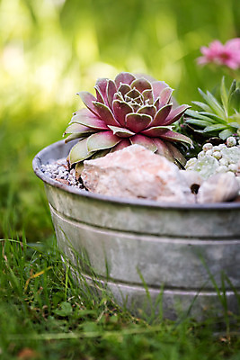 포토 JPG 해외이미지 식물 디자인 공원 꽃 화분 잎 꽃무늬 패턴 건강 사람없음 장식 초록색 여름 컬러풀 정원 성장 신선 유기농 구성 그리너리 해외포토 웰빙 계절 공공시설 컬러 무늬 파일형식 트랜드컬러 이미지허브