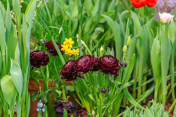 포토 JPG 해외이미지 식물 계절 공원 꽃잎 꽃 줄기 백그라운드 잎 꽃무늬 자연 사람없음 초록색 컬러풀 뷰티 환경 정원 벚꽃 신선 개화 닫기 내추럴 뒤뜰 온실 해외포토 공공시설 컬러 무늬 모션 생태계 파일형식 이미지허브
