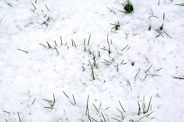 포토 JPG 해외이미지 식물 계절 백그라운드 잎 크리스마스 겨울 밭 자연 날씨 추상 잔디 초원 사람없음 야외 가로 초록색 물 얼음 추위 가을 흰색 크리스탈 질감 서리 장면 해외포토 자연요소 기념일 컬러 무늬 농업 광석 생태계 파일형식 이미지허브