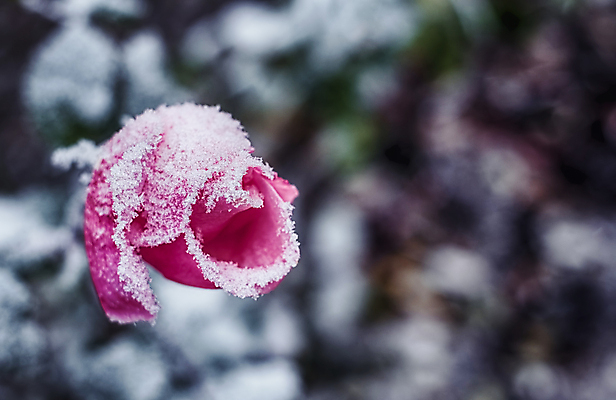 포토 JPG 해외이미지 식물 계절 꽃잎 꽃 백그라운드 잎 꽃무늬 자연 아침 추상 함께함 사람없음 야외 장식 빨간색 파란색 뷰티 장미 정원 냉동 얼음 새벽 추위 벚꽃 가을 나뭇가지 축하 가시 시원함 크리스탈 서리 보케 해외포토 주간 자연요소 나무 컬러 컨셉 무늬 광석 생태계 파일형식 이미지허브