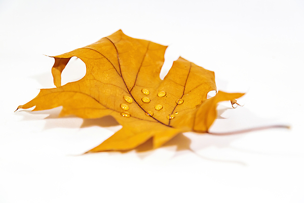포토 JPG 해외이미지 식물 계절 백그라운드 단풍 낙엽 잎 패턴 오렌지 자연 건조 사람없음 장식 갈색 가을 흰색 닫기 떨어짐 질감 내추럴 고립 해외포토 컬러 컨셉 무늬 과일 모션 생태계 파일형식 이미지허브
