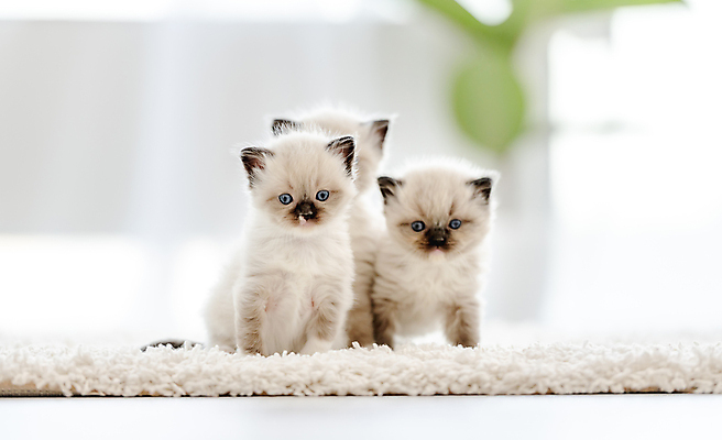 포토 JPG 해외이미지 응시 새끼 실내 세마리 사람없음 아웃포커스 반려동물 귀여움 고양이 매트 반려묘 랙돌 해외포토 동물 시선 컨셉 포유류 촬영기법 3 내부 파일형식 이미지허브